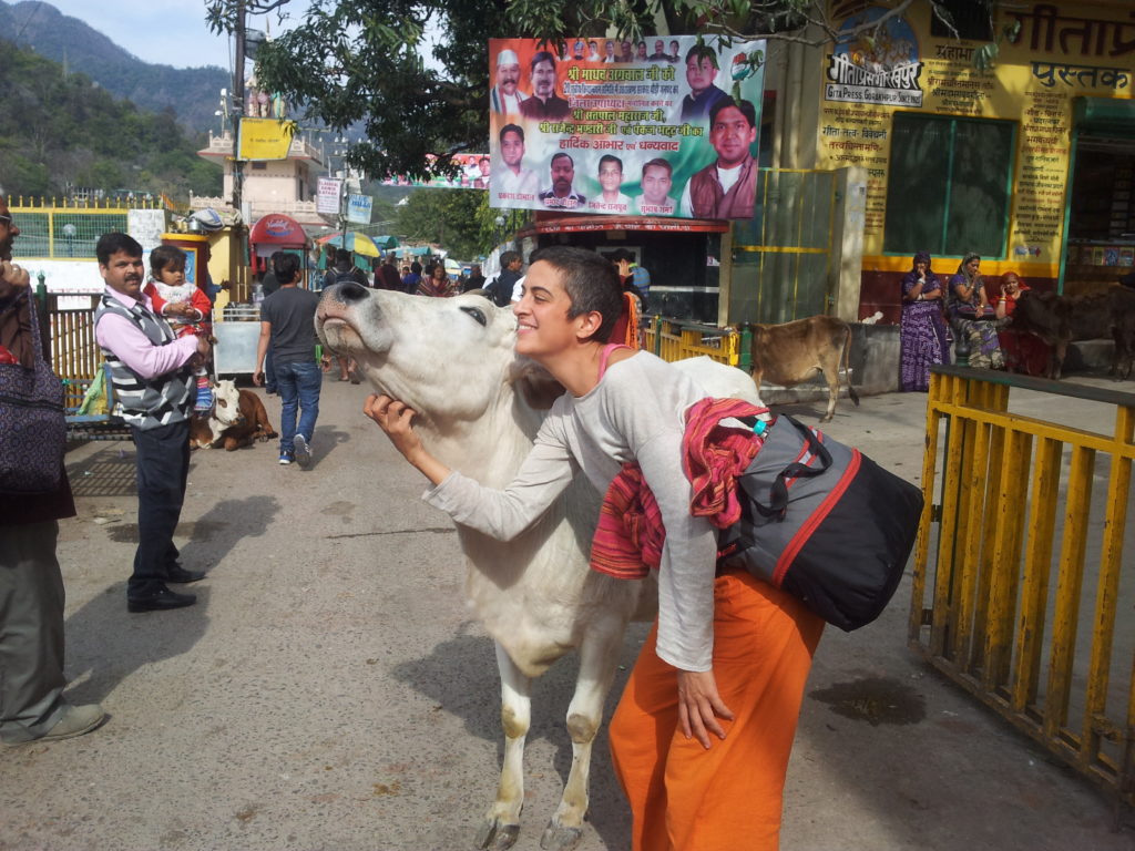 Kuh-Streicheleinheiten in Rischikesch, Indien